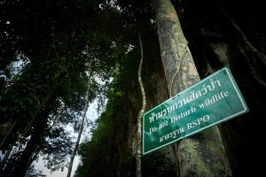 ผลวิจัยระบุชัด แผนพัฒนาอุตสาหกรรมปาล์มน้ำมันฯ ให้ความสำคัญ “ความยั่งยืน” เพิ่มขึ้น