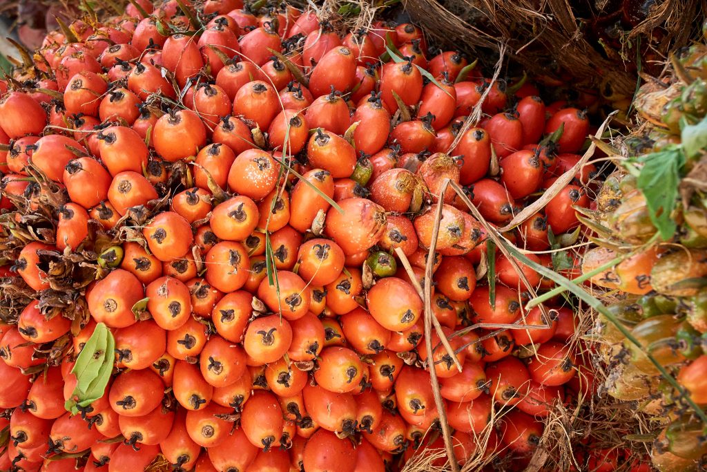 “ความยั่งยืน” ต้องไม่ทิ้งใครข้างหลัง – RSPO ชี้ “เกษตรกรพร้อม” ความท้าทายอยู่ที่ “ปลายน้ำ”